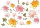 菊の花　M