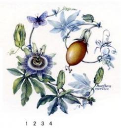 Passion Fruits くだもの時計草　2/3/4