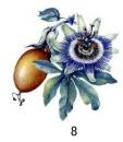 Passion Fruits　No.8　3こ