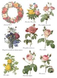 The Rose   A6038