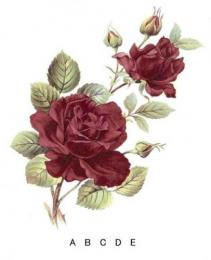 Ruby Rose　　S2750  A～E