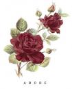 Ruby Rose　　S2750  A～E