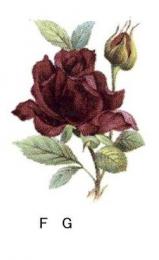 Ruby Rose　F/G