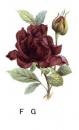 Ruby Rose　F/G